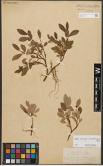 Foto von Salix reticulata L. x Salix waldsteiniana Willd.